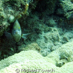 Damsel fish on the Inside Reef at Lauderdale by the Sea by Michael Kovach 
